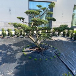 FANTASTYCZNY OGRÓD SPÓŁKA Z OGRANICZONĄ ODPOWIEDZIALNOŚCIĄ - Formowane drzewo na czarnej macie szkółkarskiej, z nasadzeniami w tle i mchem u podstawy. Jasne światło słoneczne.