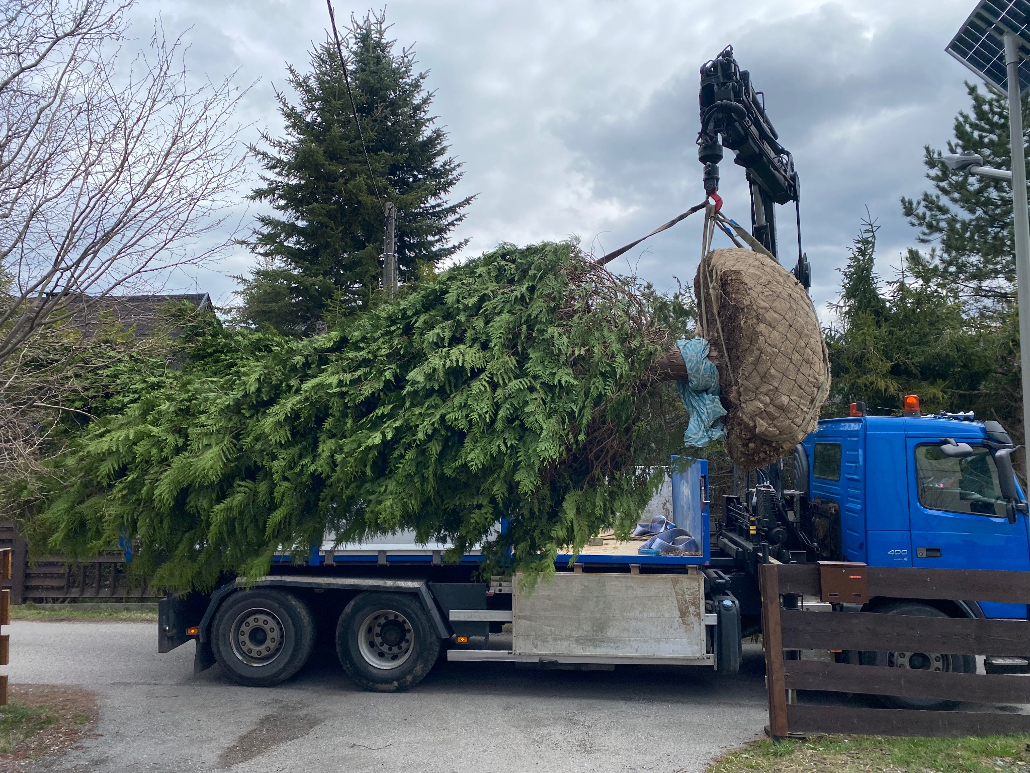 Transport dużego drzewa iglastego na platformie niebieskiej ciężarówki z dźwigiem, przygotowanego do sadzenia, w tle zieleń i pochmurne niebo.