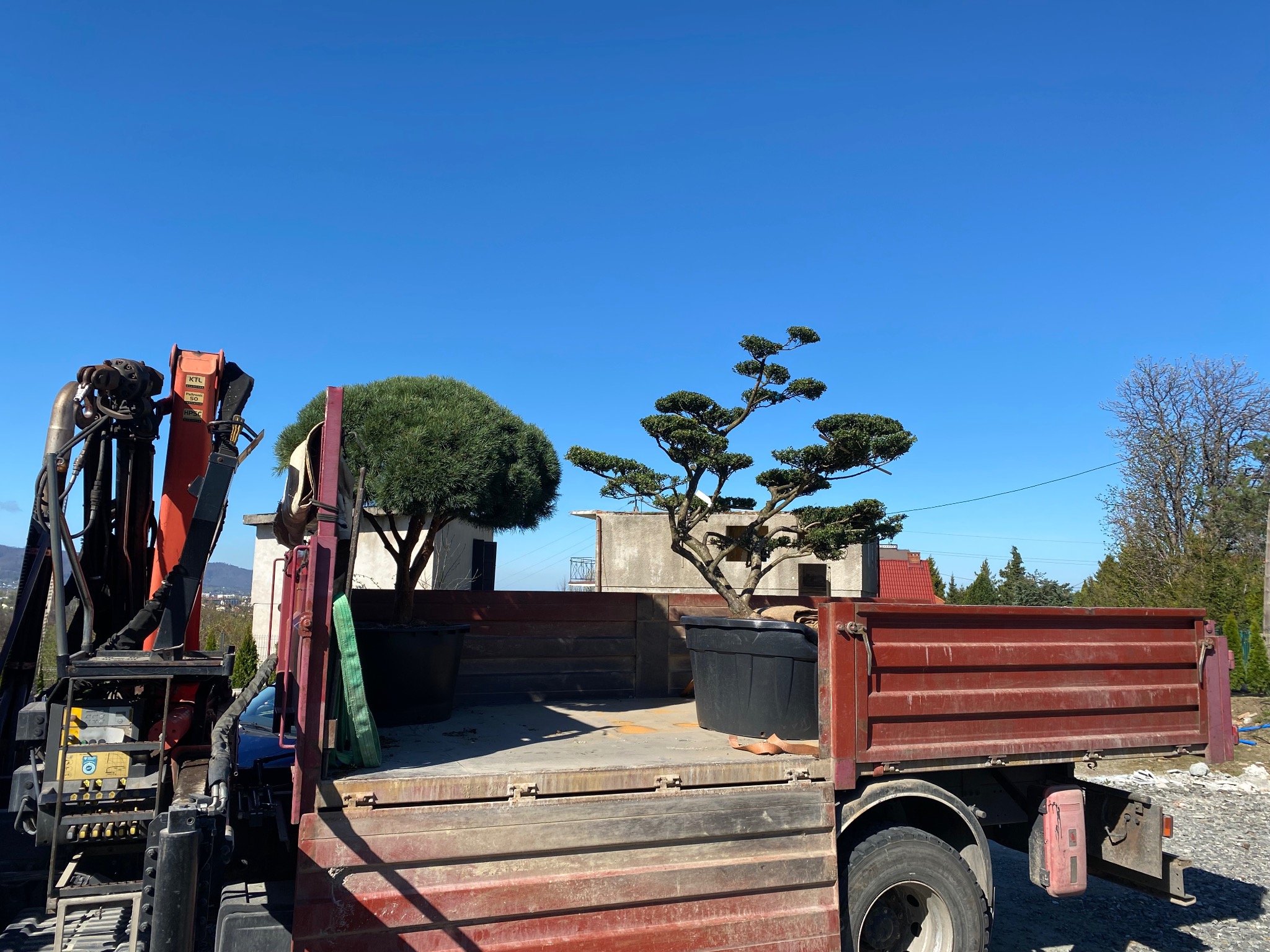 Transport dwóch formowanych drzew w donicach na platformie ciężarówki z dźwigiem. W tle błękitne niebo i zabudowa mieszkalna.