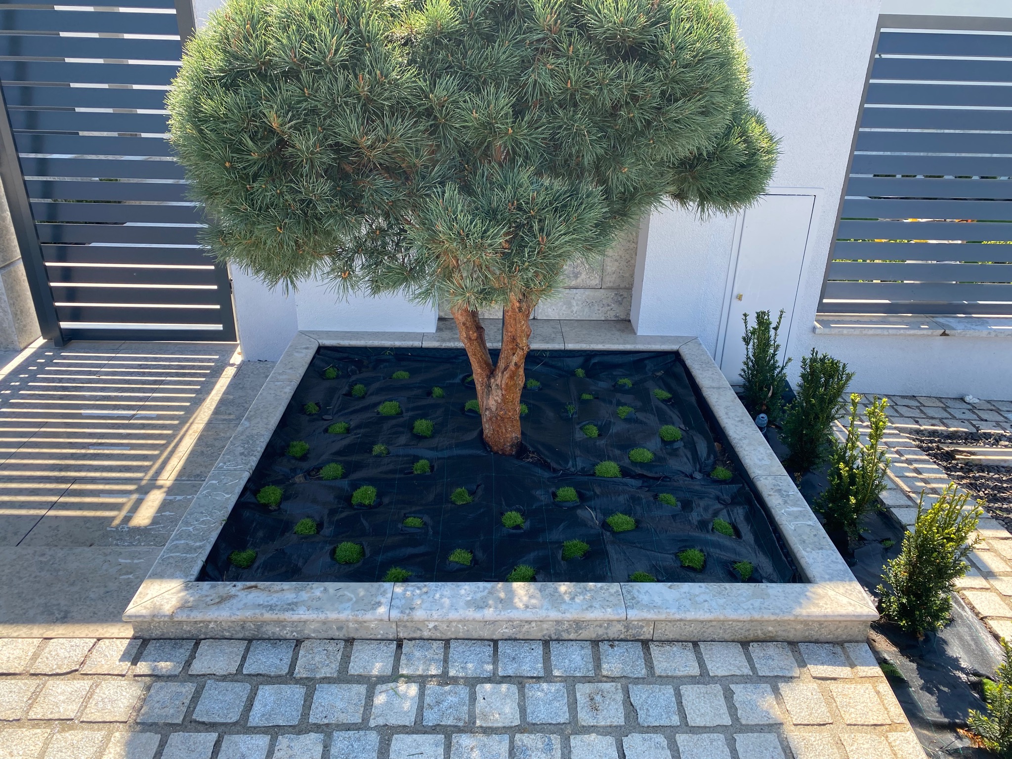 Kwadratowa rabata z obrzeżem z jasnego kamienia. Na czarnej macie posadzone małe, zielone krzewy. W tle nowoczesny dom z szarą bramą i białymi ścianami.