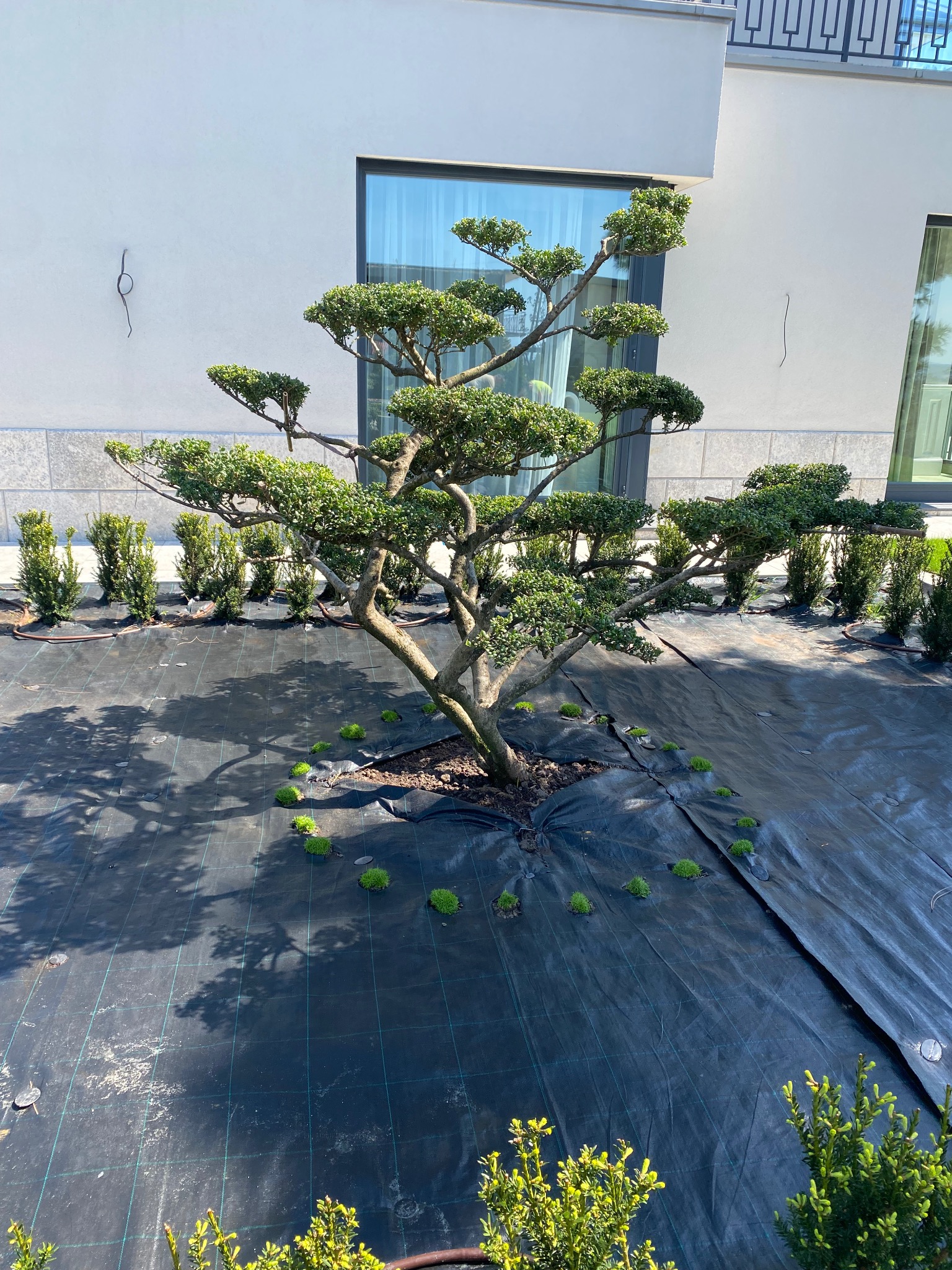 Formowane drzewo na czarnej macie szkółkarskiej, z nasadzeniami w tle i mchem u podstawy. Jasne światło słoneczne.