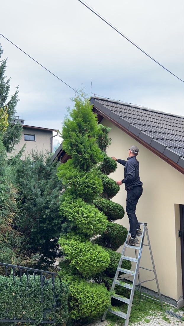 Mężczyzna na drabinie formuje ozdobne drzewo iglaste w ogrodzie. Widoczne obcięte gałęzie i narzędzia. Tło: dom z brązowym dachem i inne drzewa.