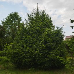 Wycinka drzew Białystok 1