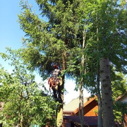 Wycinka drzew Białystok 3