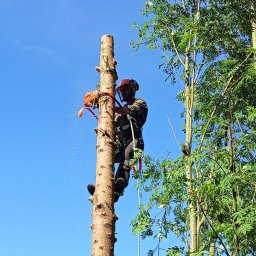 Wycinka drzew Białystok 4