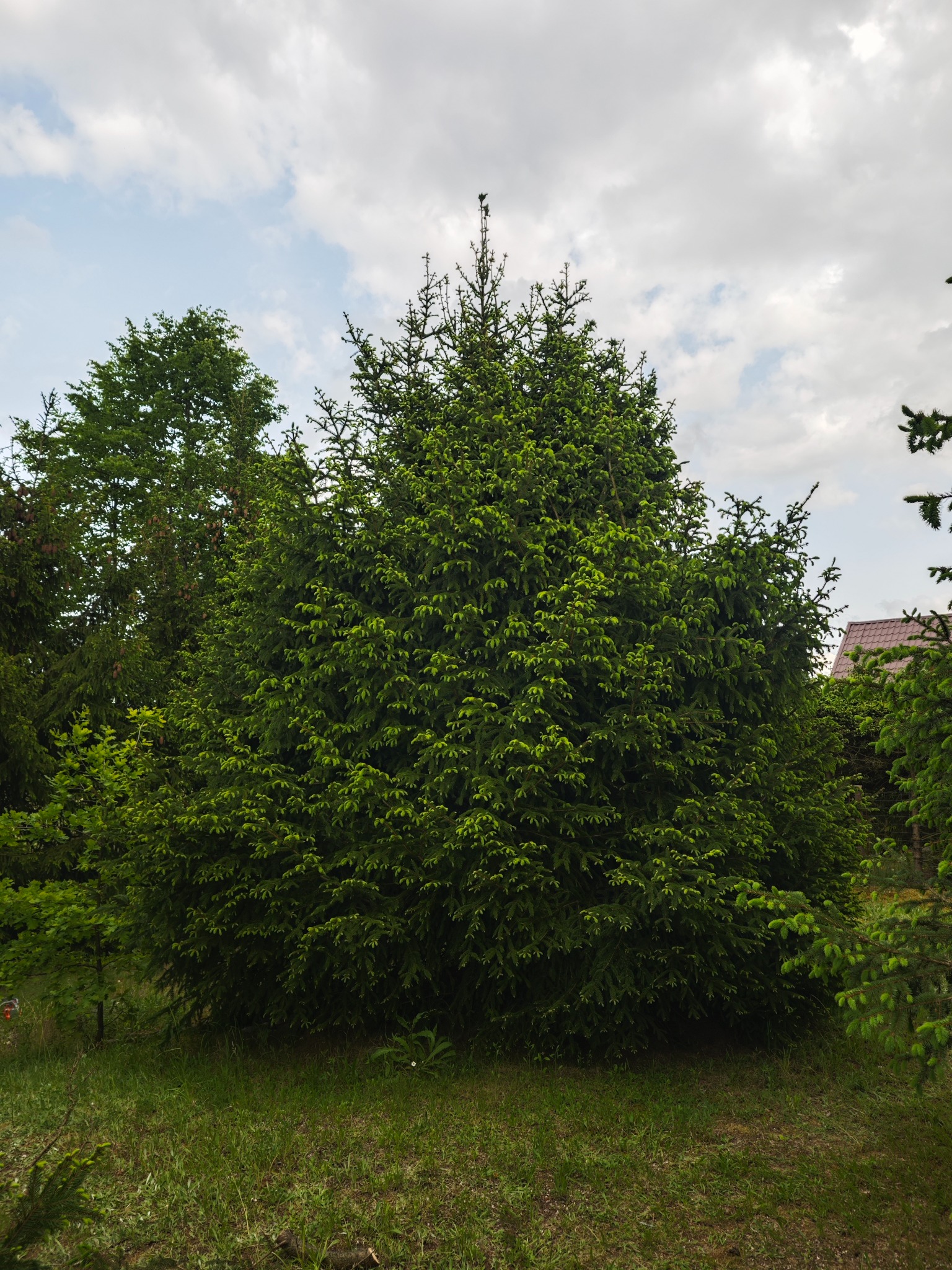 Gęsta, zielona choinka iglasta na tle błękitnego nieba z chmurami. Drzewo o regularnym kształcie, otoczone innymi drzewami i trawą. Widoczny fragment dachu domu.