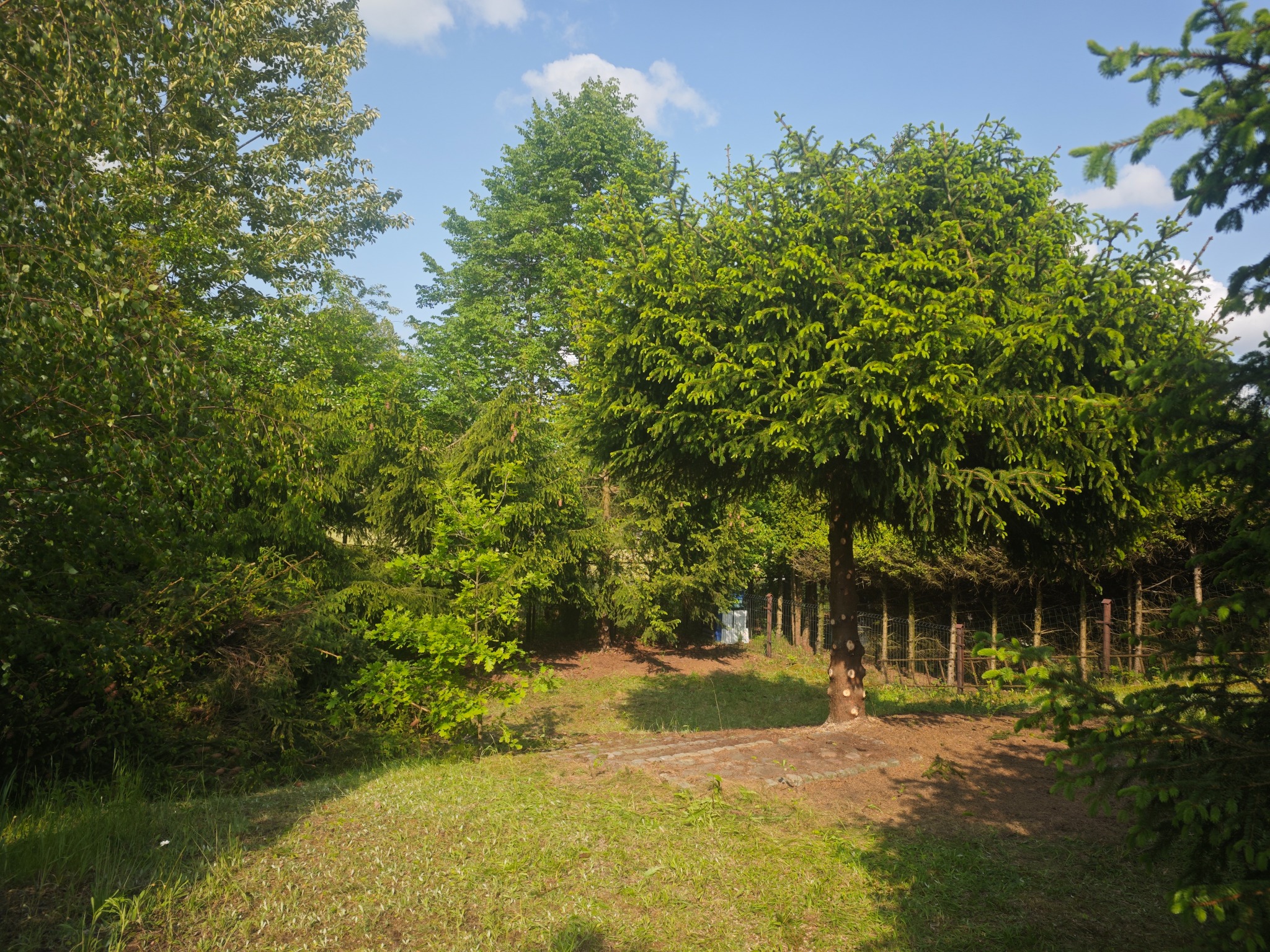 Formowane drzewo iglaste w ogrodzie, widoczne ślady po cięciu gałęzi na pniu, trawa i inne drzewa w tle. Dzień słoneczny, błękitne niebo.