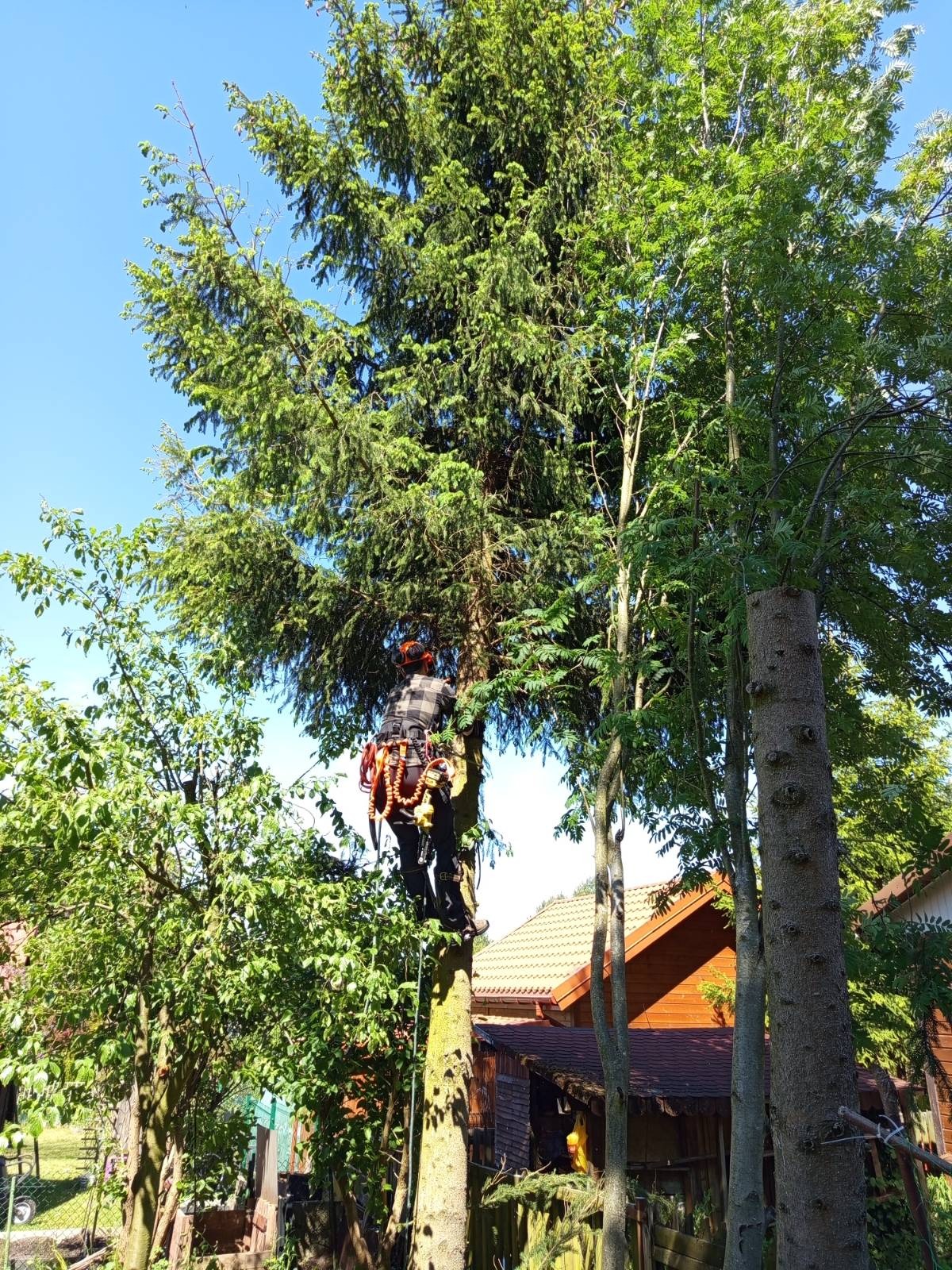 Arborysta zabezpieczony linami, w trakcie pracy na wysokiej sośnie. Obok ścięty pień drzewa i zieleń liści na tle błękitnego nieba oraz zabudowań w tle.