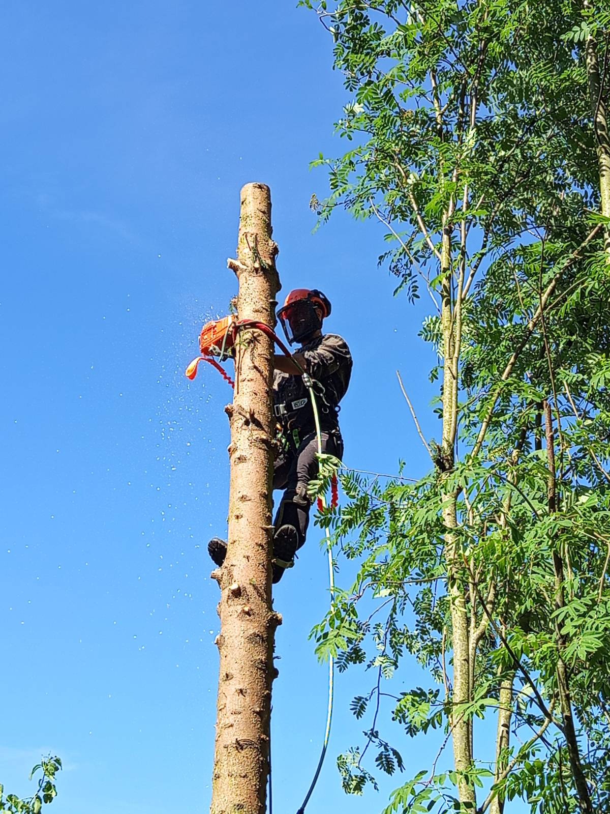Arborysta w kasku i z piłą spalinową, zabezpieczony linami, przycina wysokie drzewo na tle błękitnego nieba. Wióry lecą spod piły.