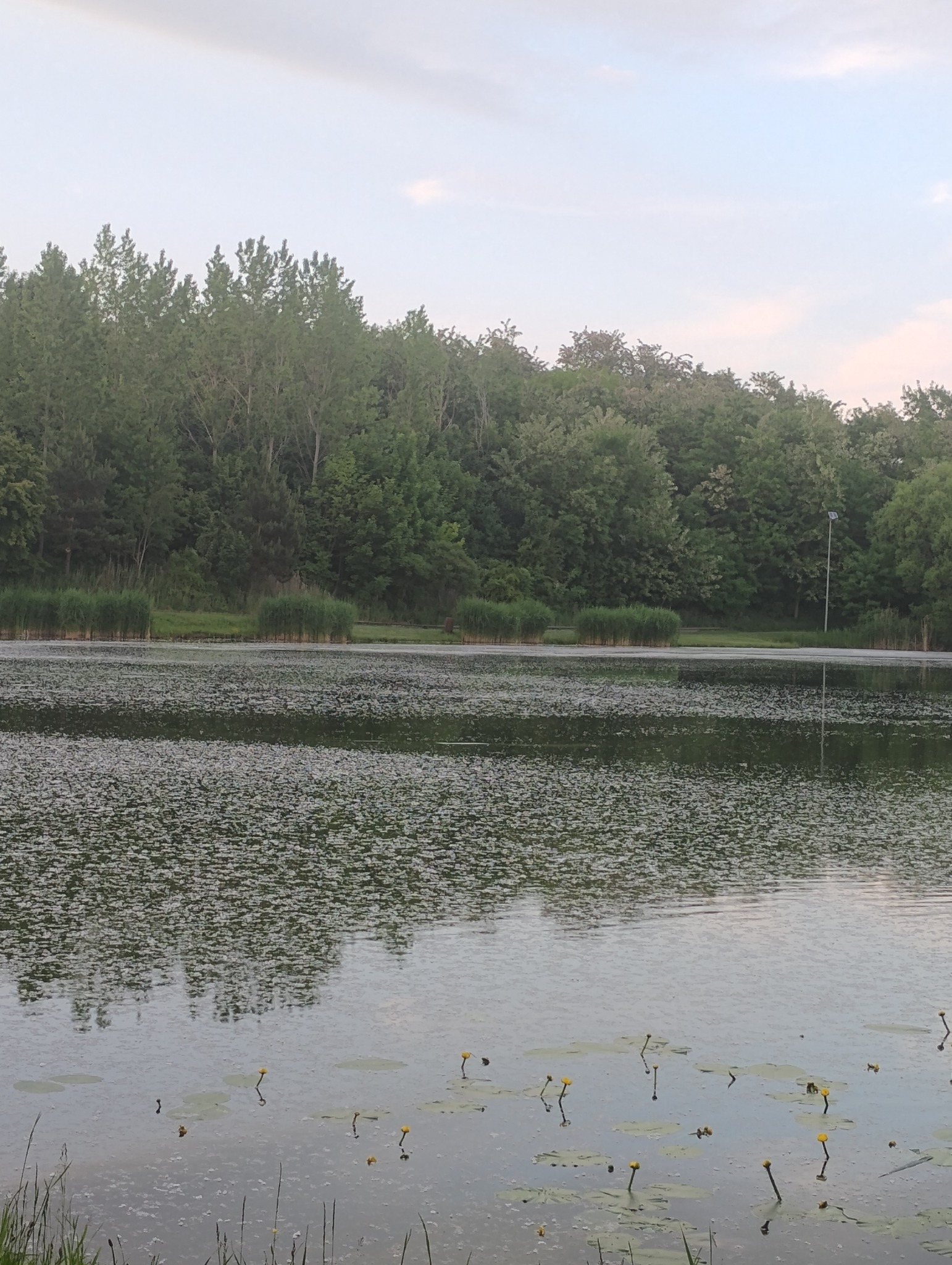 Spokojne jezioro z liliami wodnymi i odbiciem drzew. Naturalny krajobraz, lekko zamglone powietrze.