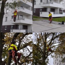 CLIMB CUT ARBORIST - Cztery kadry: arborysta w uprzęży tnie drzewo obok bloku, używając liny i zabezpieczeń. Profesjonalna wycinka gałęzi w przestrzeni miejskiej.