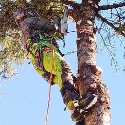 Wycinka drzew Miłomłyn 1