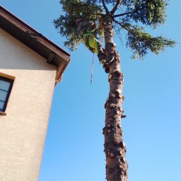 Wycinka drzew Miłomłyn 2