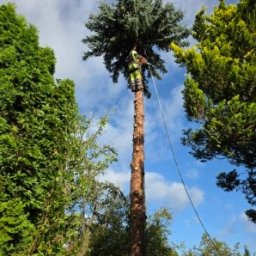 Wycinka drzew Miłomłyn 3