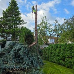 Wycinka drzew Miłomłyn 4