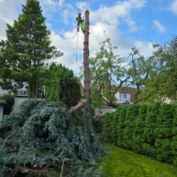 Arborysta na wysokim pniu po wycince drzewa, obok leżą gałęzie. W tle zielony trawnik i krzewy, błękitne niebo z chmurami.