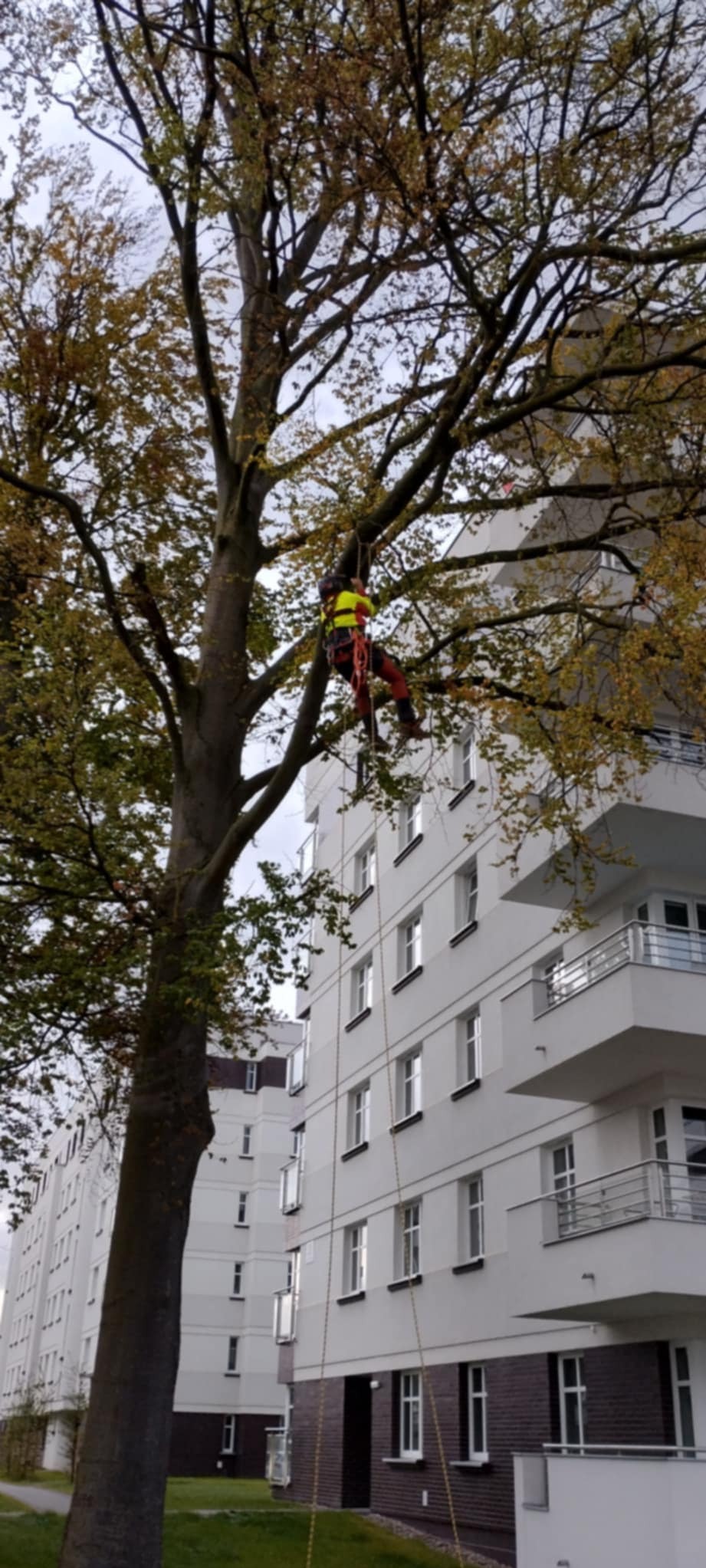 Pracownik w uprzęży, na linie, przy drzewie z żółtymi liśćmi, na tle białego bloku mieszkalnego. Usługa arborystyczna w przestrzeni miejskiej.