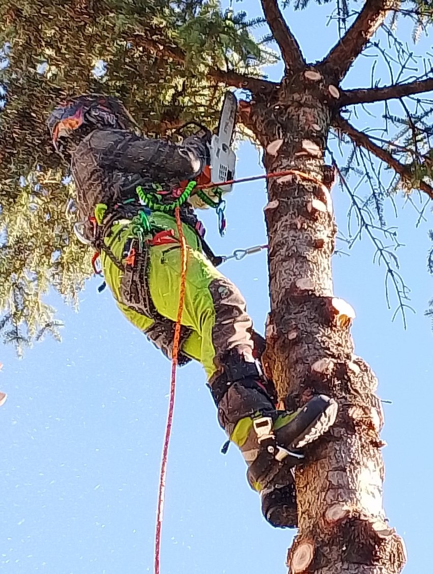 Arborysta w uprzęży, z piłą łańcuchową, przycina gałęzie drzewa. Widok z dołu na niebieskim tle nieba.