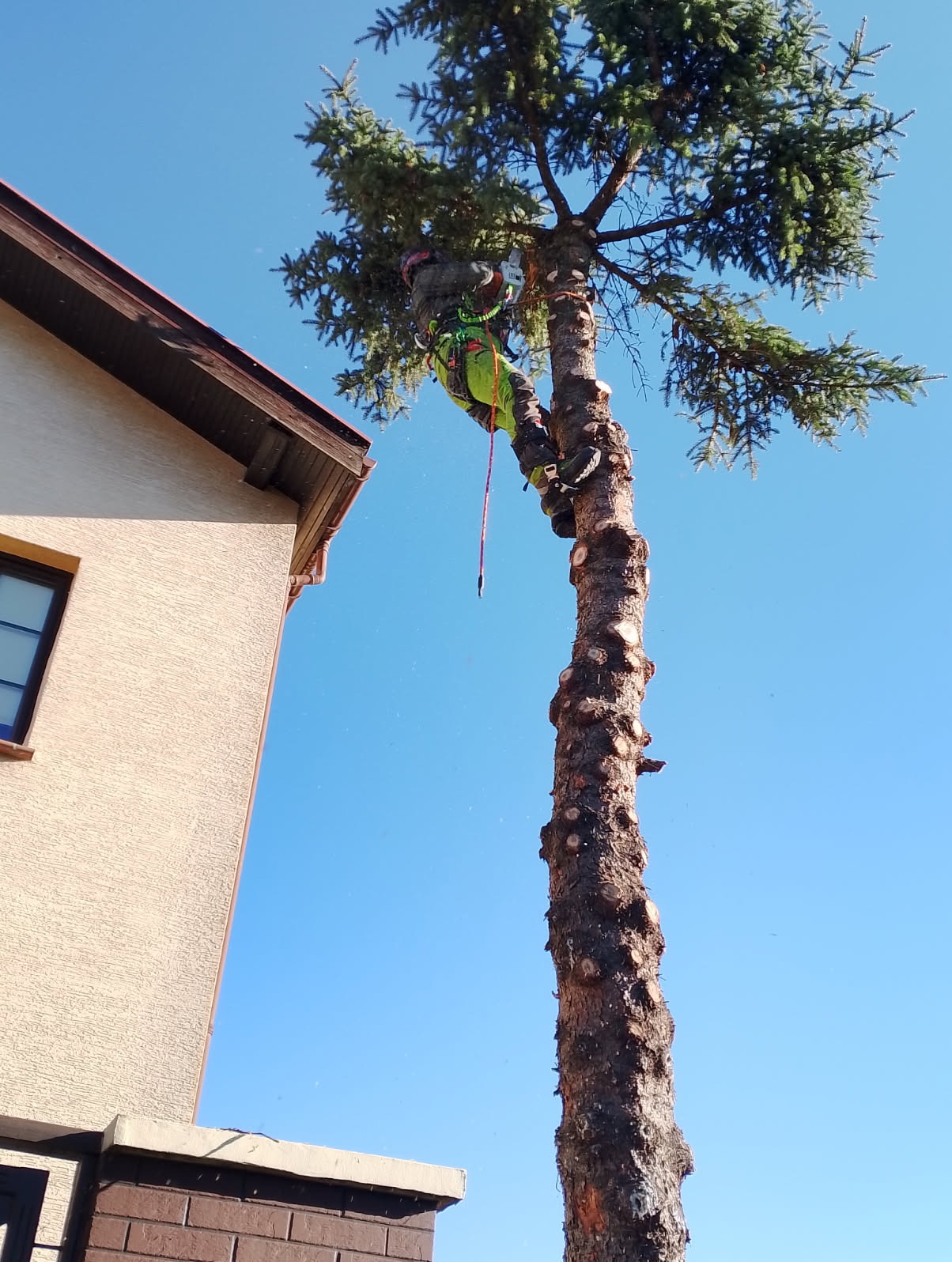 Arborysta w uprzęży, przycina gałęzie wysokiej sosny, widoczne świeże ślady po cięciu, budynek w tle, błękitne niebo.