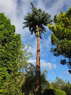 Pracownik na wysokości, w trakcie formowania korony wysokiej sosny, zabezpieczony liną. W tle błękitne niebo z chmurami i zieleń innych drzew.