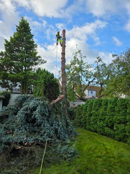 Arborysta na wysokim pniu po wycince drzewa, obok leżą gałęzie. W tle zielony trawnik i krzewy, błękitne niebo z chmurami.