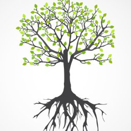 Wycinka drzew Kielce 1