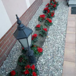 Kaskadowe nasadzenia czerwonych kwiatów wzdłuż ścieżki z kamyków, oświetlone przez ozdobną, czarną latarnię. Widok z góry, podkreślający detale kompozycji.