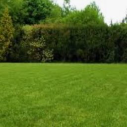 Wycinka drzew Piekary Śląskie 1