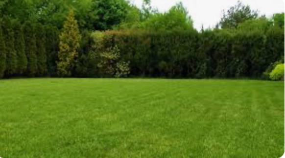 Zadbany trawnik z równo skoszoną trawą, otoczony żywopłotem z tui i krzewów. Widoczne ślady po koszeniu. Zieleń soczysta, drzewa gęste, bez widocznych chwastów.