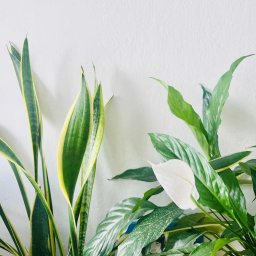 Malowanie i Sprzątabnie - Stolarnia Warszawa