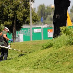 Wycinka drzew Kraków 1