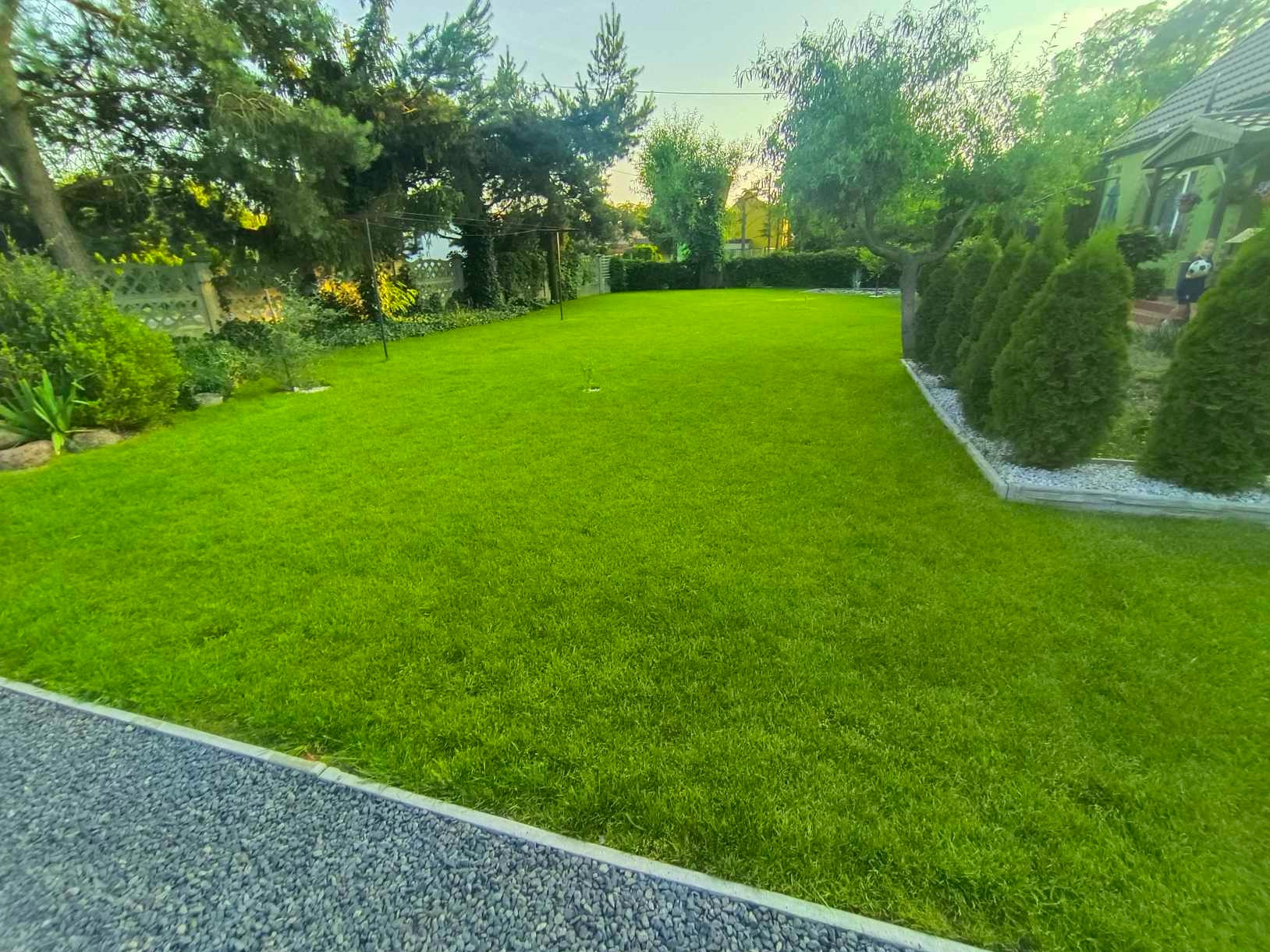 Soczysty, zielony trawnik przed domem z ozdobnymi tujami i kamiennym chodnikiem, oświetlony popołudniowym słońcem. Zadbane otoczenie domu.