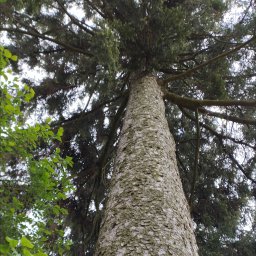 WellCut- wycinka drzew usługi ogrodnicze - Trawniki z Rolki Częstochowa