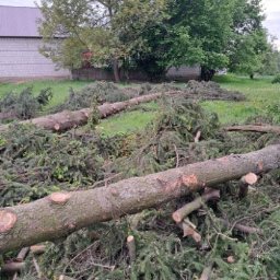 Wycinka drzew Częstochowa 3