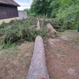 Ścięte drzewa iglaste leżące na trawie obok budynku. Widoczne pnie i gałęzie po wycince. Szary betonowy płot w tle.