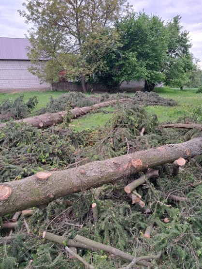 Ścięte drzewo iglaste leżące na trawie, widoczne gałęzie i pień. W tle budynek gospodarczy i drzewa liściaste. Prace po wycince drzew.