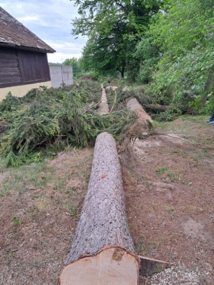 Ścięte drzewa iglaste leżące na trawie obok budynku. Widoczne pnie i gałęzie po wycince. Szary betonowy płot w tle.