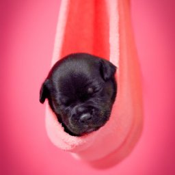 Fotograf Stare Budy 2