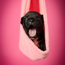 Fotograf Stare Budy 1