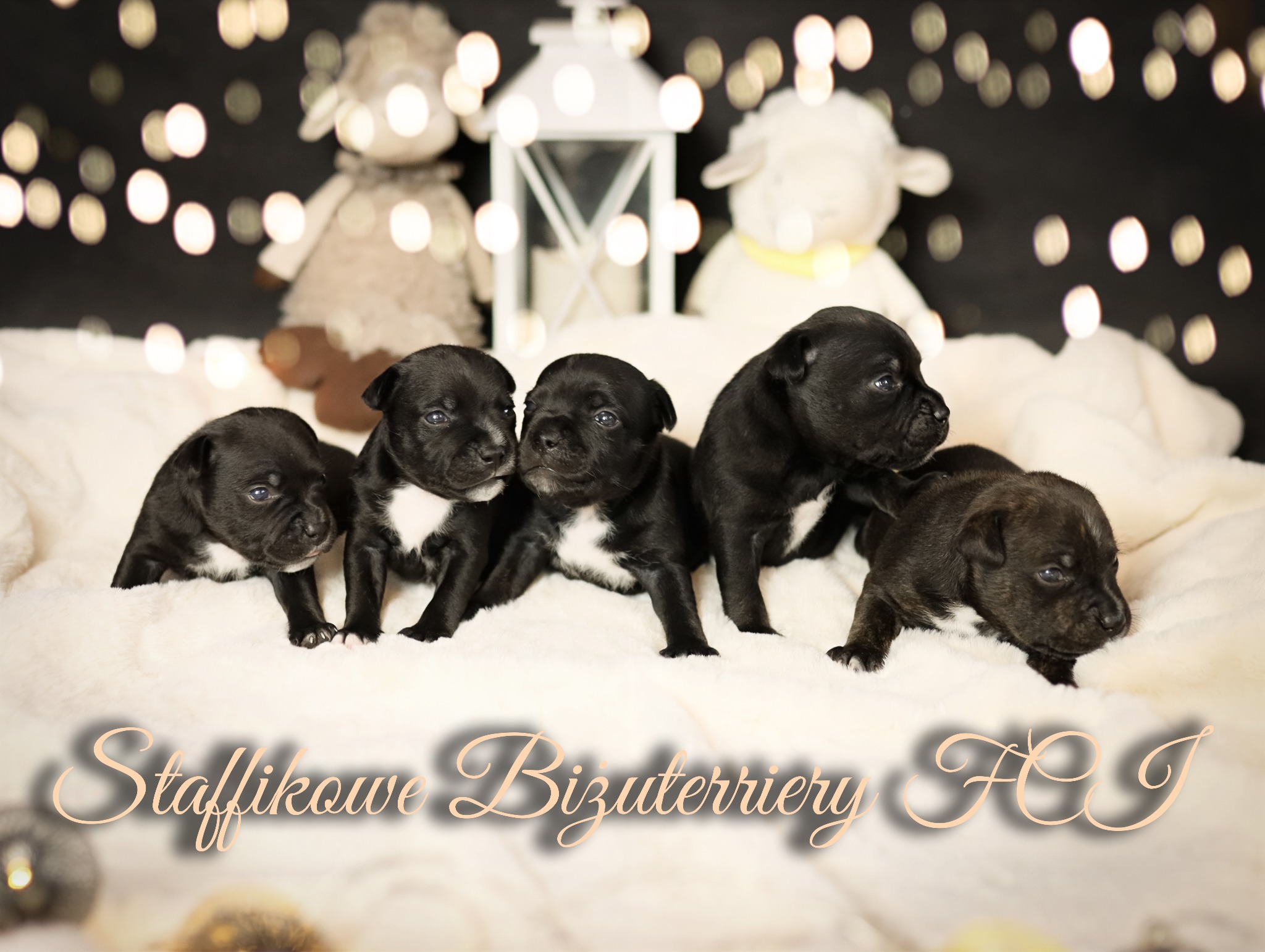 Urocze szczenięta rasy staffordshire bull terrier z białymi znaczeniami na tle pluszowych zabawek i dekoracyjnych światełek, z napisem 'Staffikowe Bizuterriery FCI'.