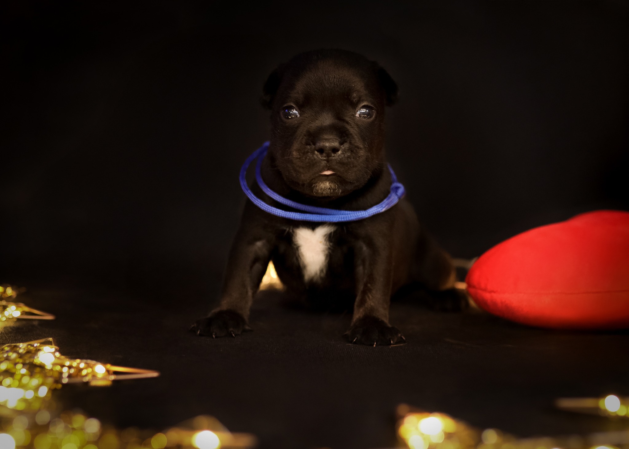 Uroczy, czarny szczeniak z niebieską obrożą na ciemnym tle, z dekoracjami świetlnymi i czerwoną poduszką w kształcie serca. Portret małego psa.
