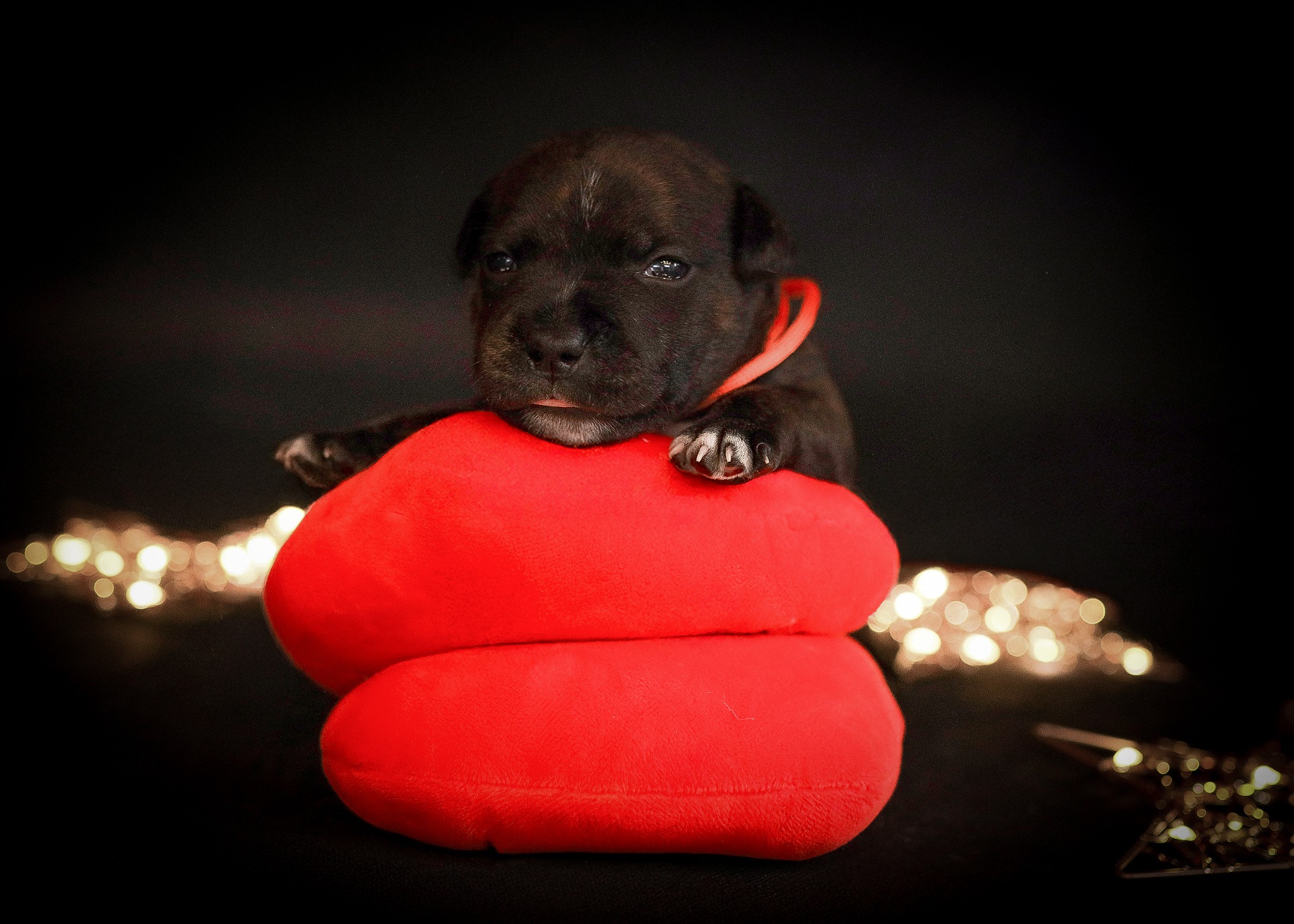 Uroczy, czarny szczeniak z białą plamką na głowie, siedzący na czerwonej poduszce w kształcie serca, z rozmytymi światełkami w tle. Idealne na sesję świąteczną.