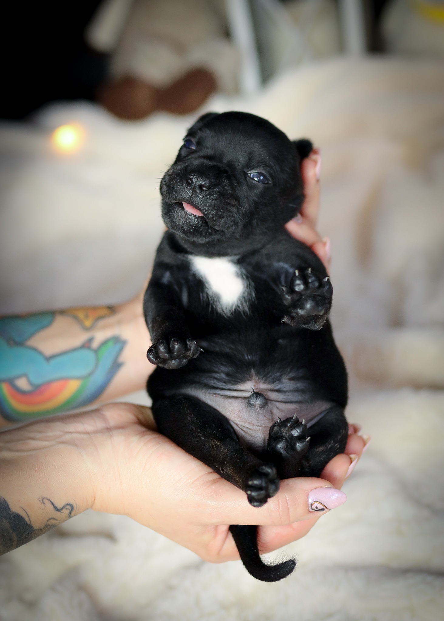 Uroczy, czarny szczeniak z białym znaczeniem na piersi, trzymany w dłoniach z widocznym tatuażem. Szczeniak wystawia język, leżąc na puszystym tle.