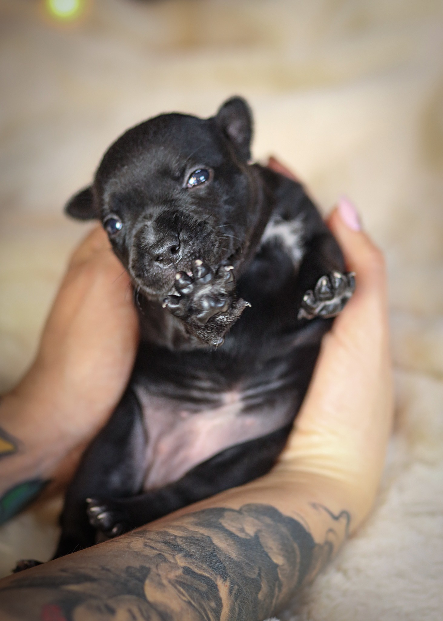 Mały, czarny szczeniak z białymi znaczeniami, trzymany w dłoniach osoby z tatuażami, na rozmytym, jasnym tle. Uroczy pyszczek i małe łapki.