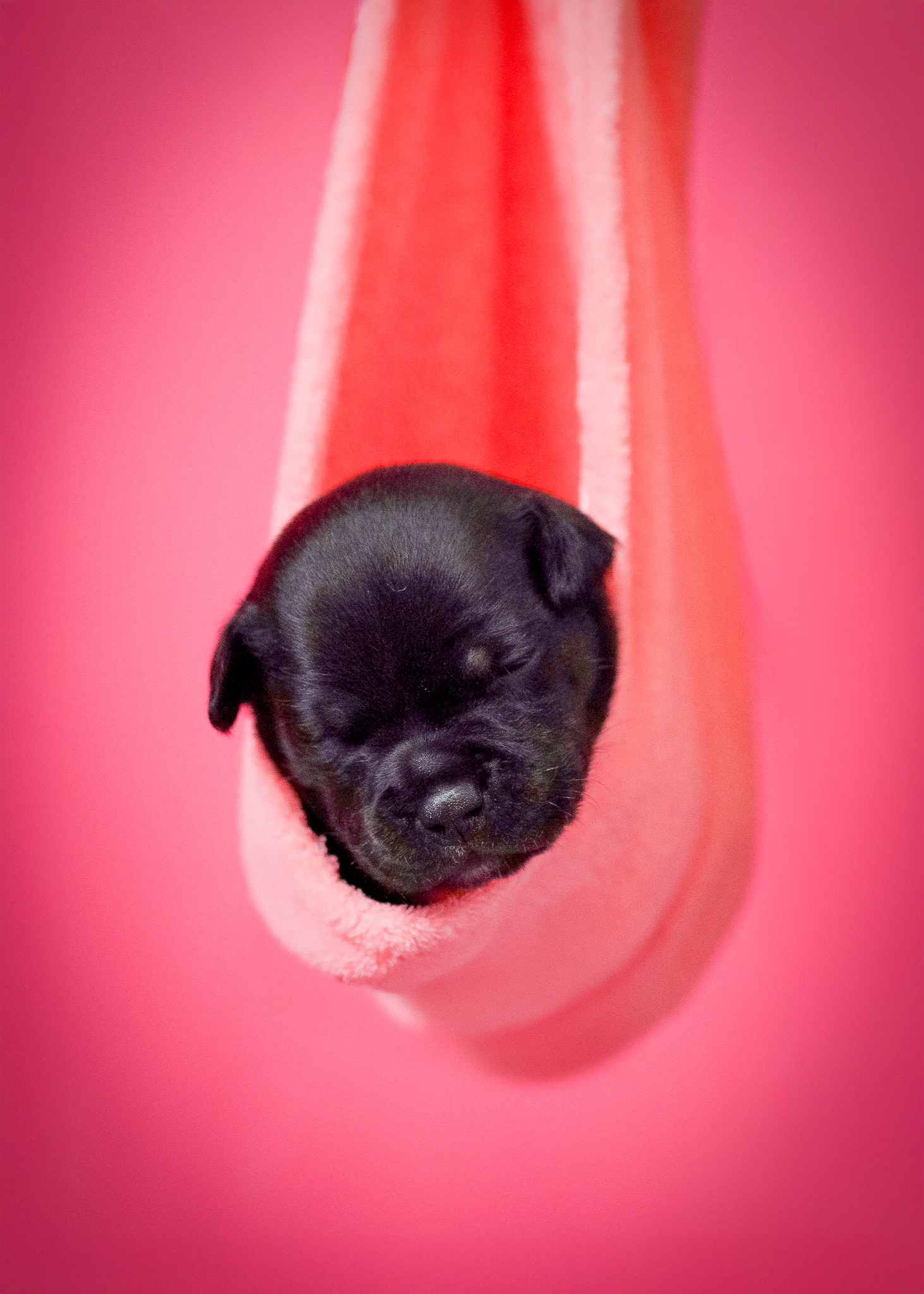 Śpiący, czarny szczeniak w różowym hamaku na tle różowego tła. Urocze ujęcie z sesji w Starych Budach, idealne do portfolio fotografa zwierząt.