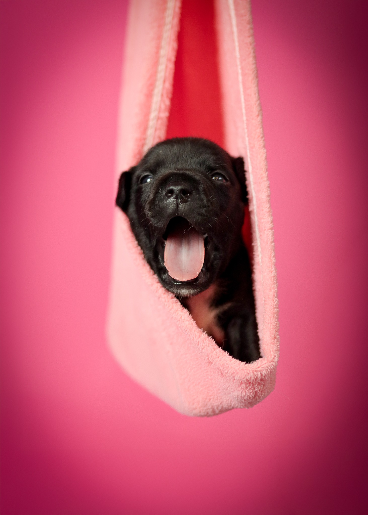 Mały, czarny szczeniak z otwartą paszczą, owinięty w różowy ręcznik na tle różowego tła. Urocze ujęcie z bliska.