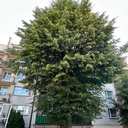 Tak wyglądało przed przycięciem 