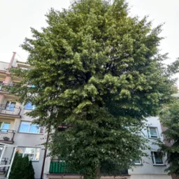 Tak wyglądało przed przycięciem