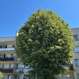 Zielona Pasja Dawid Urbańczyk - Najlepsze Wycinki Bieruń