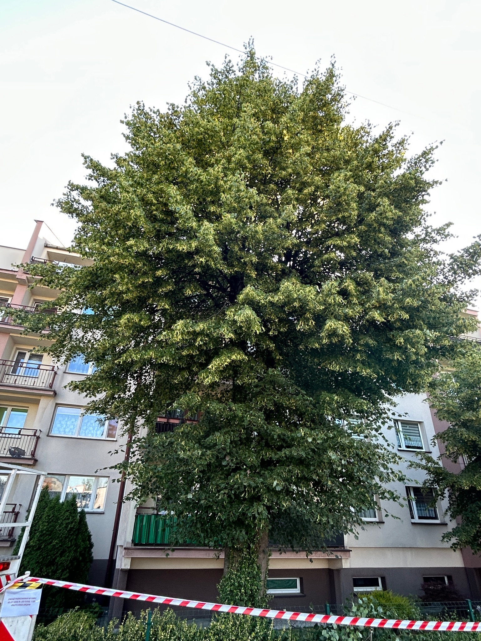 Tak wyglądało przed przycięciem